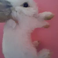 بچه خرگوش لوپ