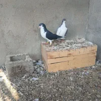 نر ماده چپ