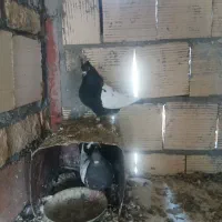 کفتر یا کبوتر سینه سیاه|پرنده|مشهد, هفده شهریور|دیوار