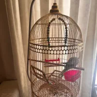 عروس هلندی نر|پرنده|اصفهان, مولوی|دیوار