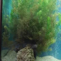 گیاه آکواریومی شویدی مخصوص اکواریوم|ماهی|تبریز, |دیوار