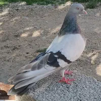 نرو ماده