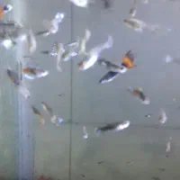 ماهی گوپی در هم