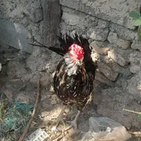 فروش دوعددخروس درجه یک