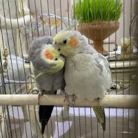 آگهی|پرنده|تهران, سرتخت|دیوار