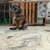 سگ پیکینیز|سگ|رشت, چله خانه|دیوار