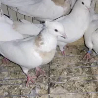 کبوتر طوقی کله سیاه|پرنده|بندر ماهشهر, |دیوار