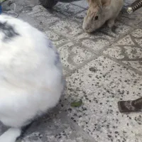 دوتا خرگوش خوشگل وزیبا