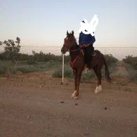 اسب ترکمن پنج نشان