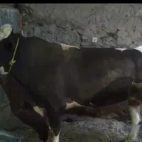 گوساله کشتاری