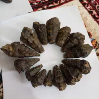 فروش ۱۴ عدد عرج (فسیل) زیبا|کلکسیون اشیاء عتیقه|خرم‌آباد, |دیوار