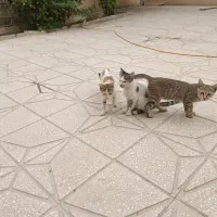 واگذاری گربه ۴ماهه
