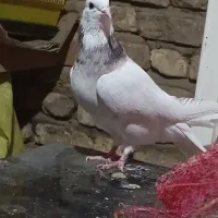 کفتر طوقی|پرنده|فسا, |دیوار