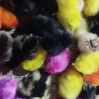 فروشی فوری جوجه