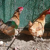 فروش ۵مرغ محلی  جوان با قیمت مناسب