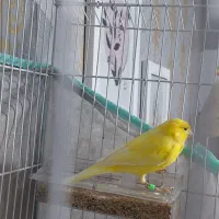 قناری نر و ماده