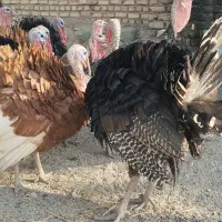 بوقلمون 7 ماهه نر ماده