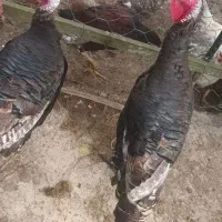 فروش خروس بوقلمون اردک غاز|حیوانات مزرعه|لاهیجان, بازکیاگوراب|دیوار