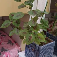 گل و گیاه طبیعی سانسوریا و گل حسن یوسفی