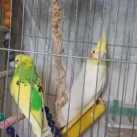 عروس هلندی مرغ عشق