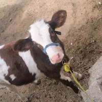 گاو خارجی با گوساله|حیوانات مزرعه|کرخه, |دیوار