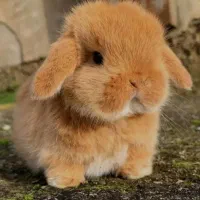 مرکز تخصص خرگوش جیبی/مولتی لوپ سوپرفلت/مینیاتوری|موش و خرگوش|اصفهان, خانه اصفهان|دیوار