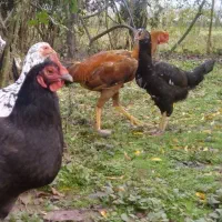 مرغ و خروس لاری و  دو مرغ محلی