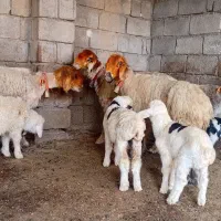 میش زاییده|حیوانات مزرعه|شوشتر, |دیوار