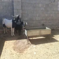 بز ....|حیوانات مزرعه|کوهدشت, |دیوار
