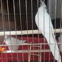 جفت عروس هلندی آلبینو|پرنده|خوی, |دیوار