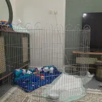 پارک سگ و گربه