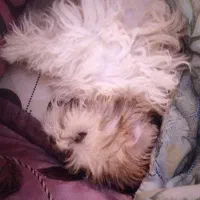 قیمت ۳ تومن