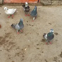 دوتاشون نرسه تاماده|پرنده|گنبد کاووس, |دیوار