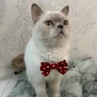 واگذاری یک عدد گربه هیمالین