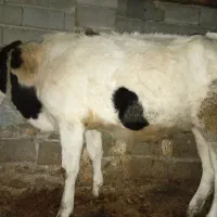 فروش دو راس گوساله ماده|حیوانات مزرعه|دوزین, |دیوار