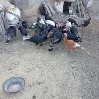 ،بوقلمون محلی