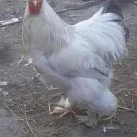 خروس برهما اصل