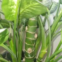 گل با چند پا جوش