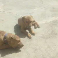 دو تا توله پیتبول آمریکن