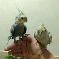 عروس هلندی دستی