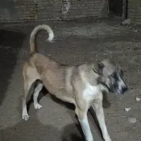 سگ خراسانی
