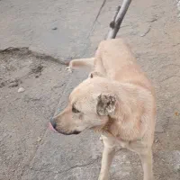 سگ سرابی|سگ|کرمانشاه, |دیوار