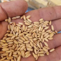 گندم بذر اصلاح شده