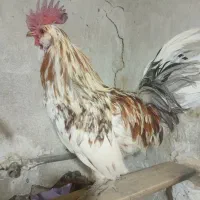 خروس گلین، جوجه لاری