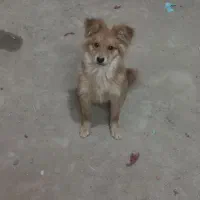 سگ پاپی سه عدد ۱تومن