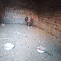 خروس لاری و مرغ