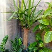 گلخانه|گل و گیاه طبیعی|خوی, |دیوار