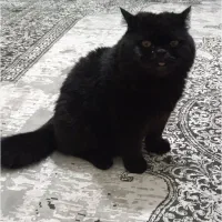 واگذاری گربه