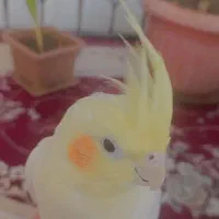 عروس هلندی ماده|پرنده|پیرانشهر, |دیوار