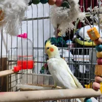 عروس هلندی ۲ جفت نر و ماده زیر قیمت فوری